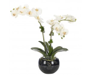Цветы ORCHID PHALAENOPSIS CREAM WHITE в стеклянной вазе
