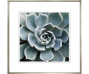 Постер Succulents 2, Contemporary Silver 424