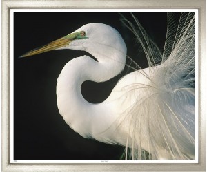 Постер Great Egret, Contemporary Silver 624
